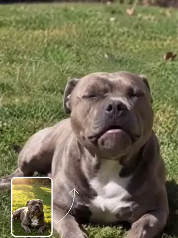 Singing Pup
